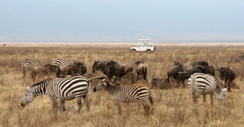 Pourquoi choisir un safari en Tanzanie ?